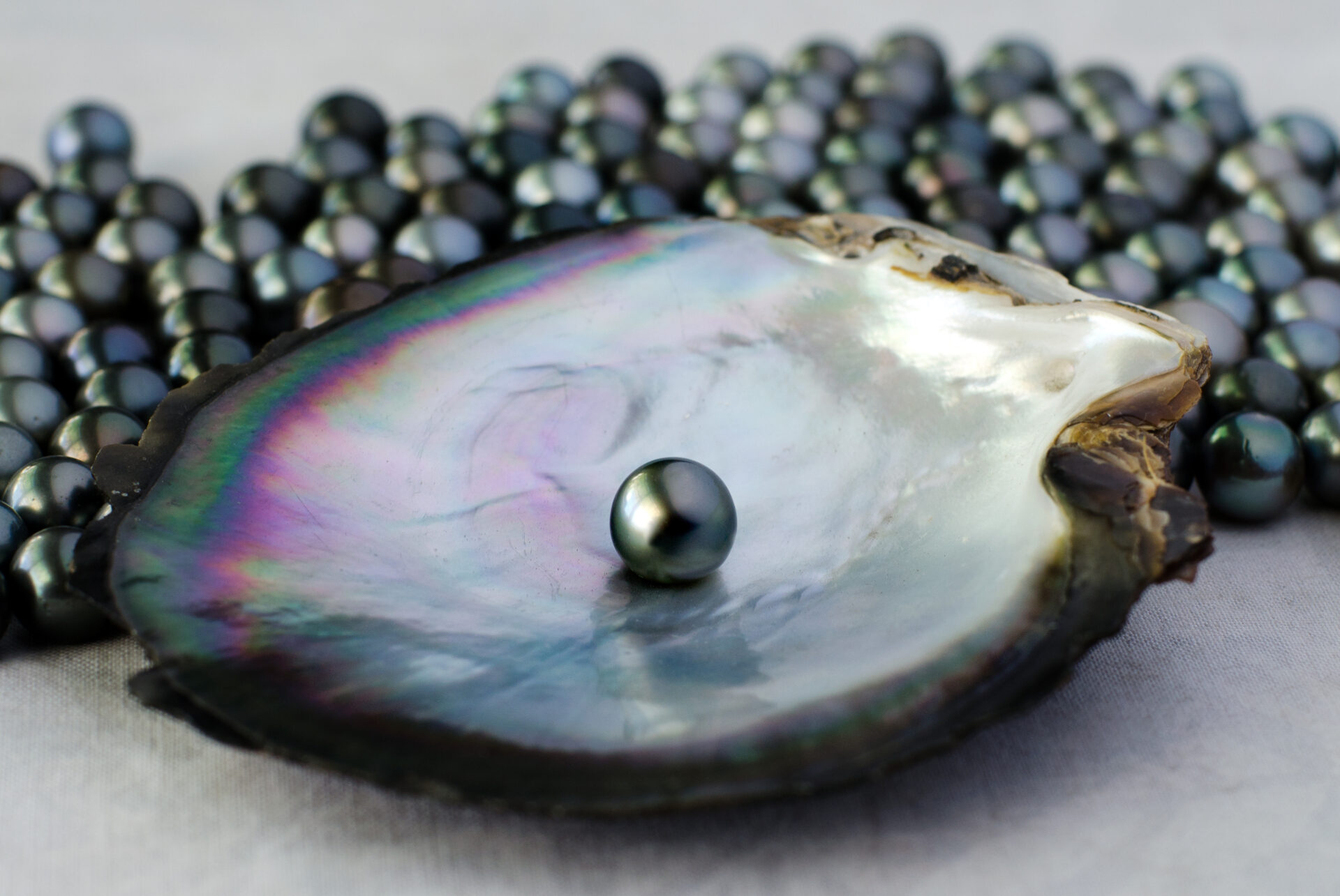 Black Lip Oyster Shell With Black Pearl